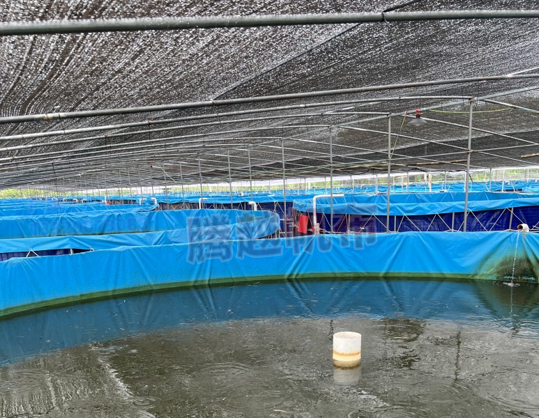 养鱼池养鱼的密度是多少合适呢,帆布鱼池养黄骨鱼高密度养殖