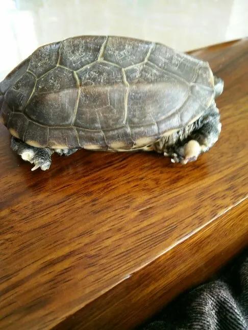 乌龟腐皮干养的正确方法,乌龟脖子腐皮怎么治最快