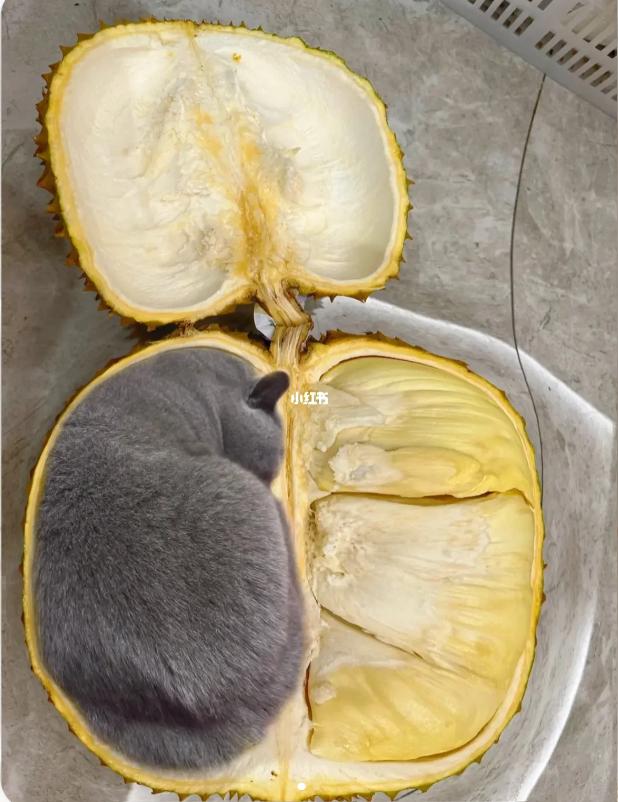 榴莲有点开口了有点长毛,榴莲靠近核的地方像长毛