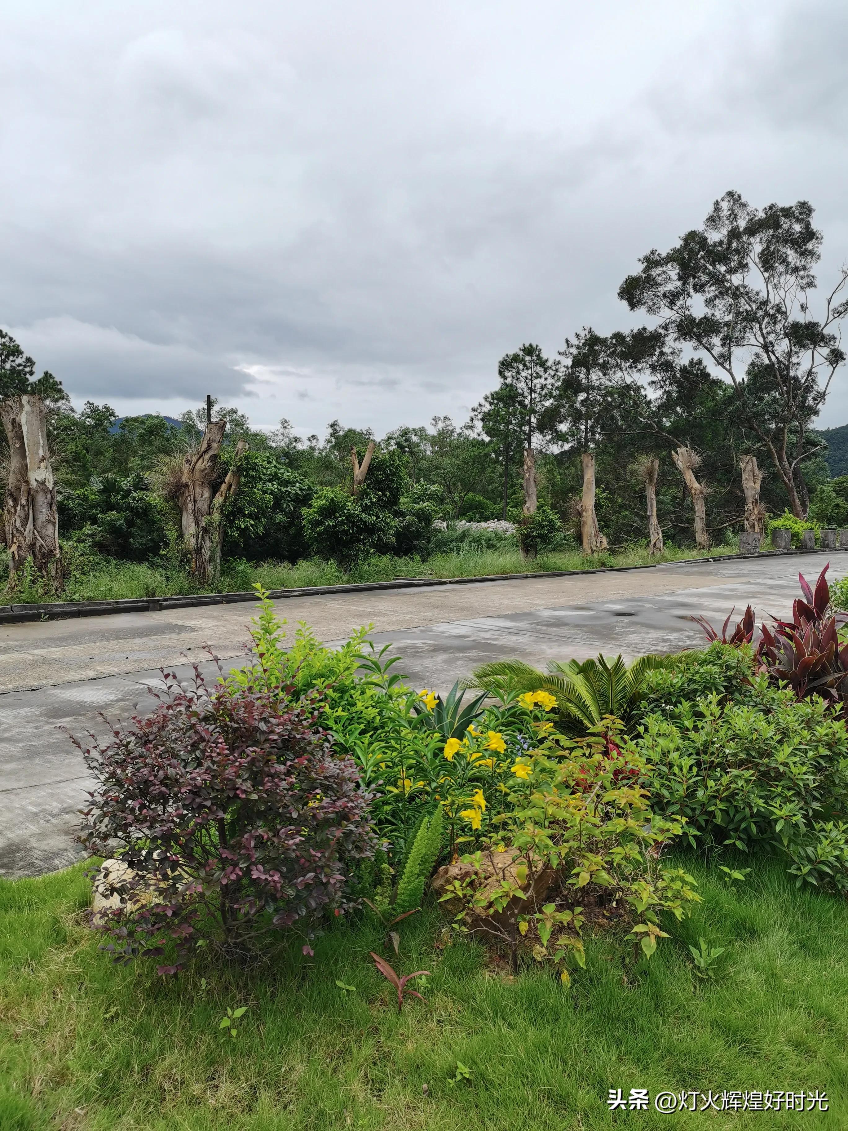 夏日掠影,雨天花开,人见人爱