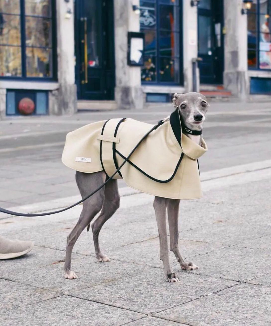 到巴黎街头走一圈才发现：不止女人会打扮，连狗狗都穿得比你时髦