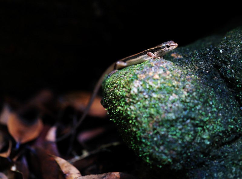 塘朗山观察昆虫,塘朗山野生动物