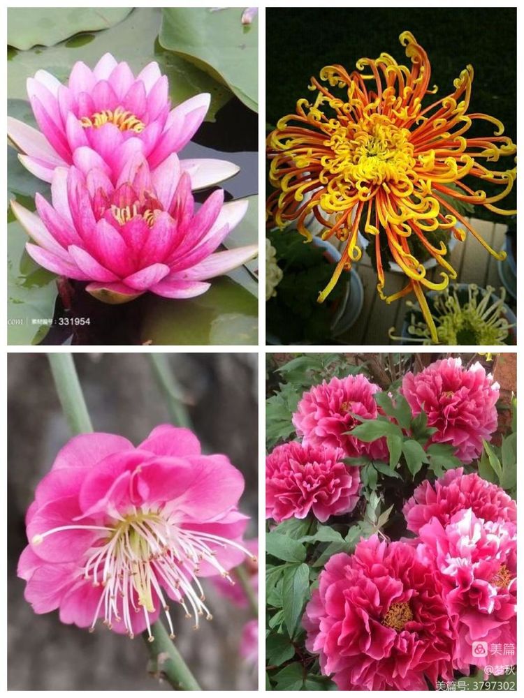 《百花美文》2022年第七期，总第八十八期