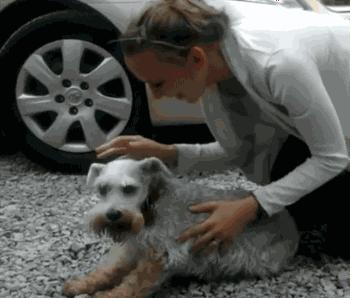 建议新手省钱养的10种狗,建议穷人新手养的10种狗