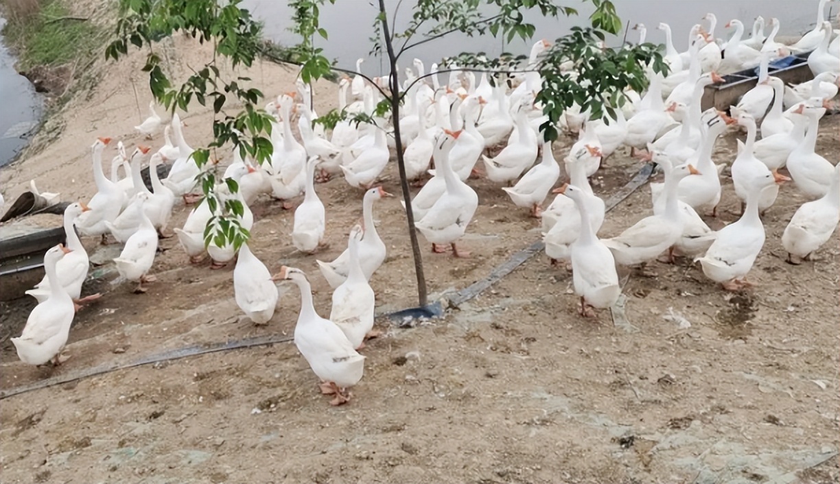 大叔养殖会飞的鹅被大雁拐跑,东北大爷养大鹅让大雁带走3000只