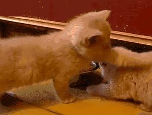 猫咪死后怎么处理最有利,为什么猫咪死后不能埋