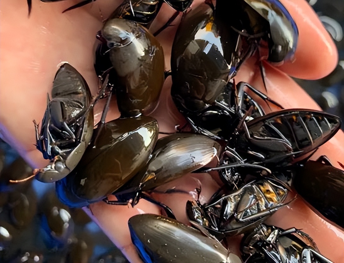 广东蟑螂为什么那么多,广东蟑螂为何这么多