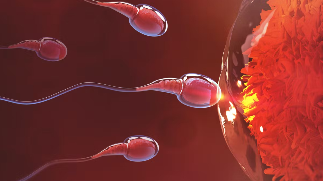 进入女性体内后，结合失败的精子都去哪里了？答案既心疼又好笑