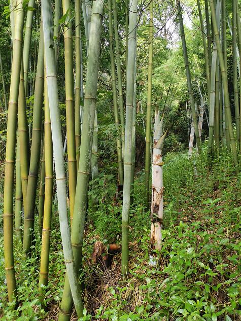 刘柏荣|豪*欲情**把春留住：花困东君酒点唇（原创诗词十首）