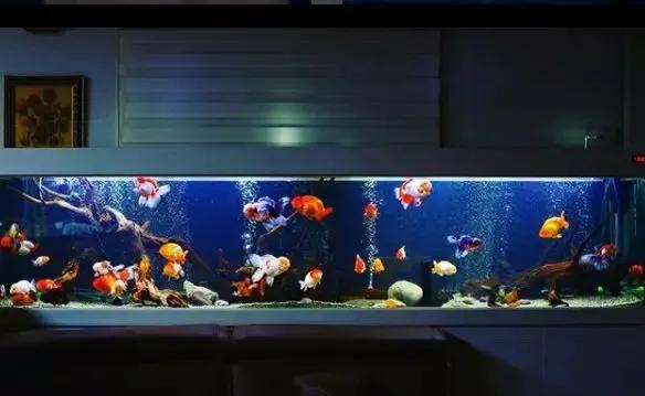 养金鱼的十大注意事项,养金鱼有哪些基本知识