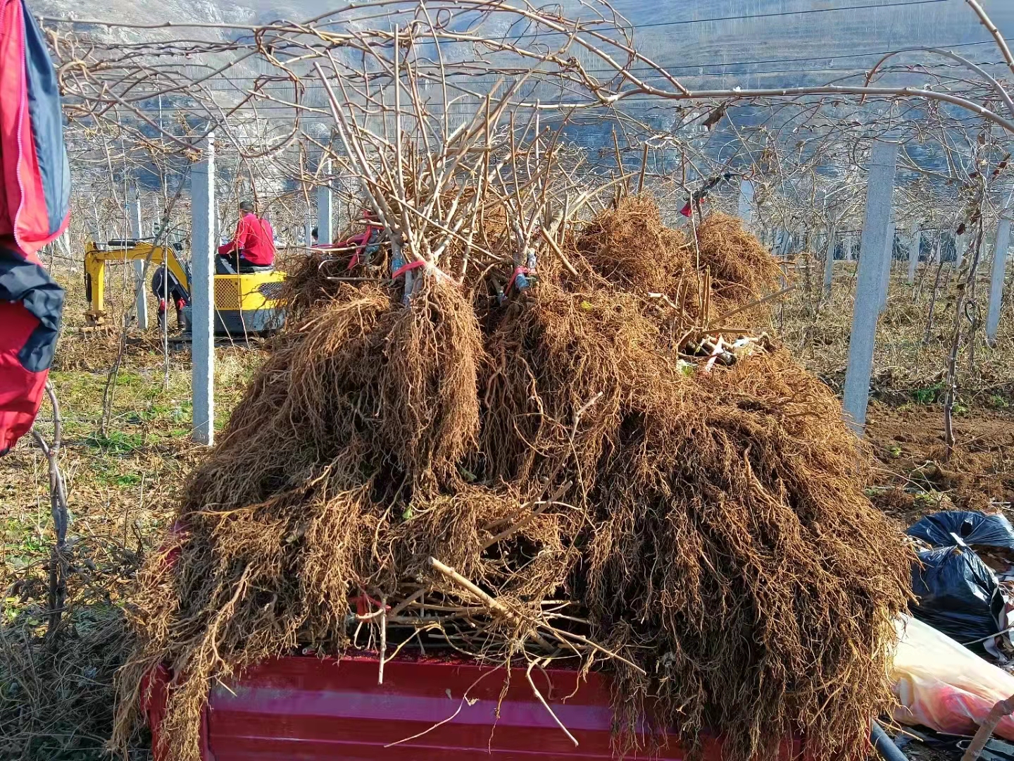 博山猕猴桃种植基地,猕猴桃产业现状及前景