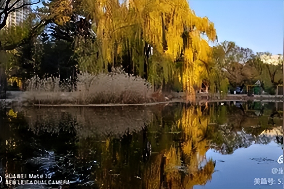 归化城马市上马匹的种类与税收情况