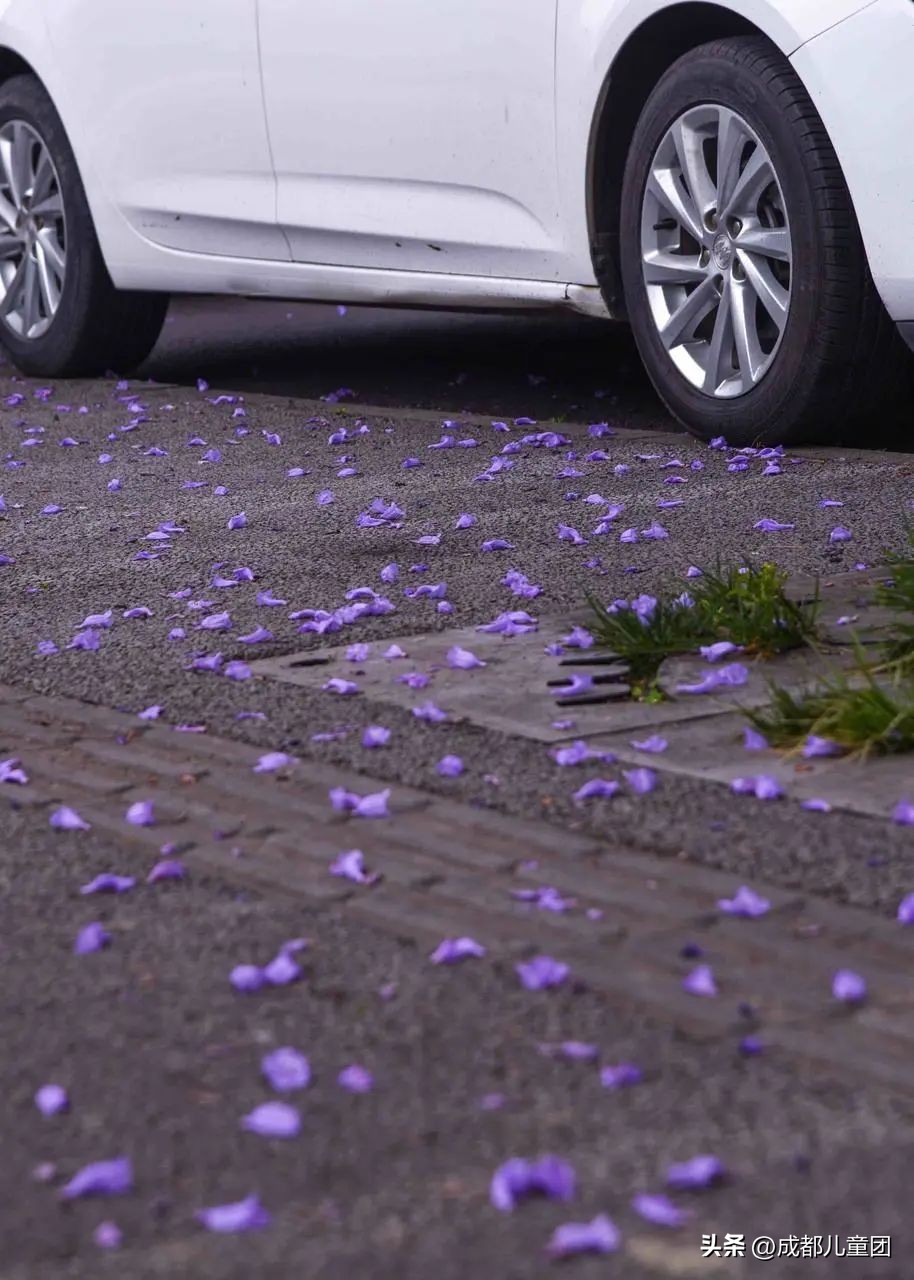 成都武晋路蓝花楹,昆明街头蓝花楹绽放成梦幻花海