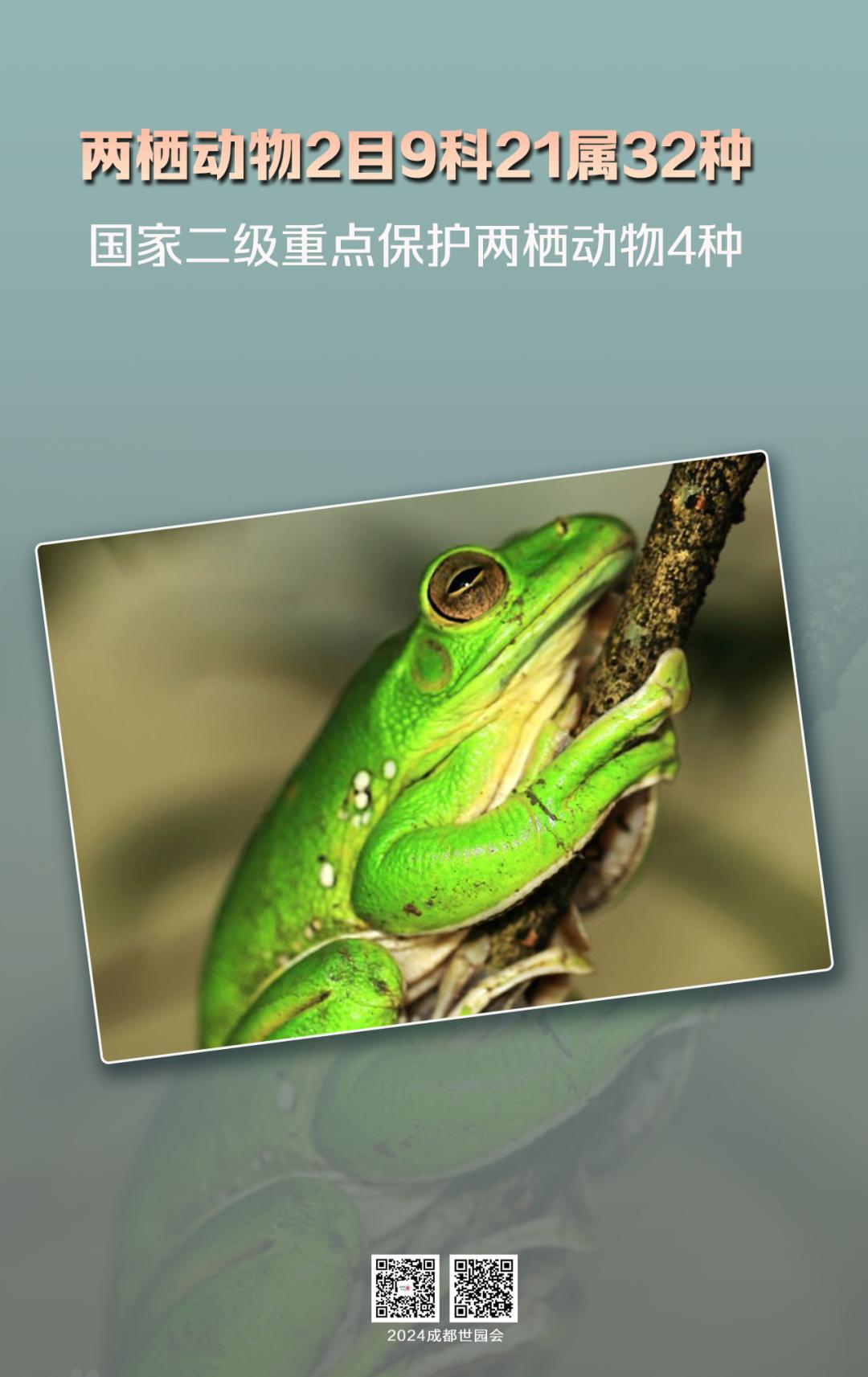 来认识长在石头上的植物,成都有哪些生物