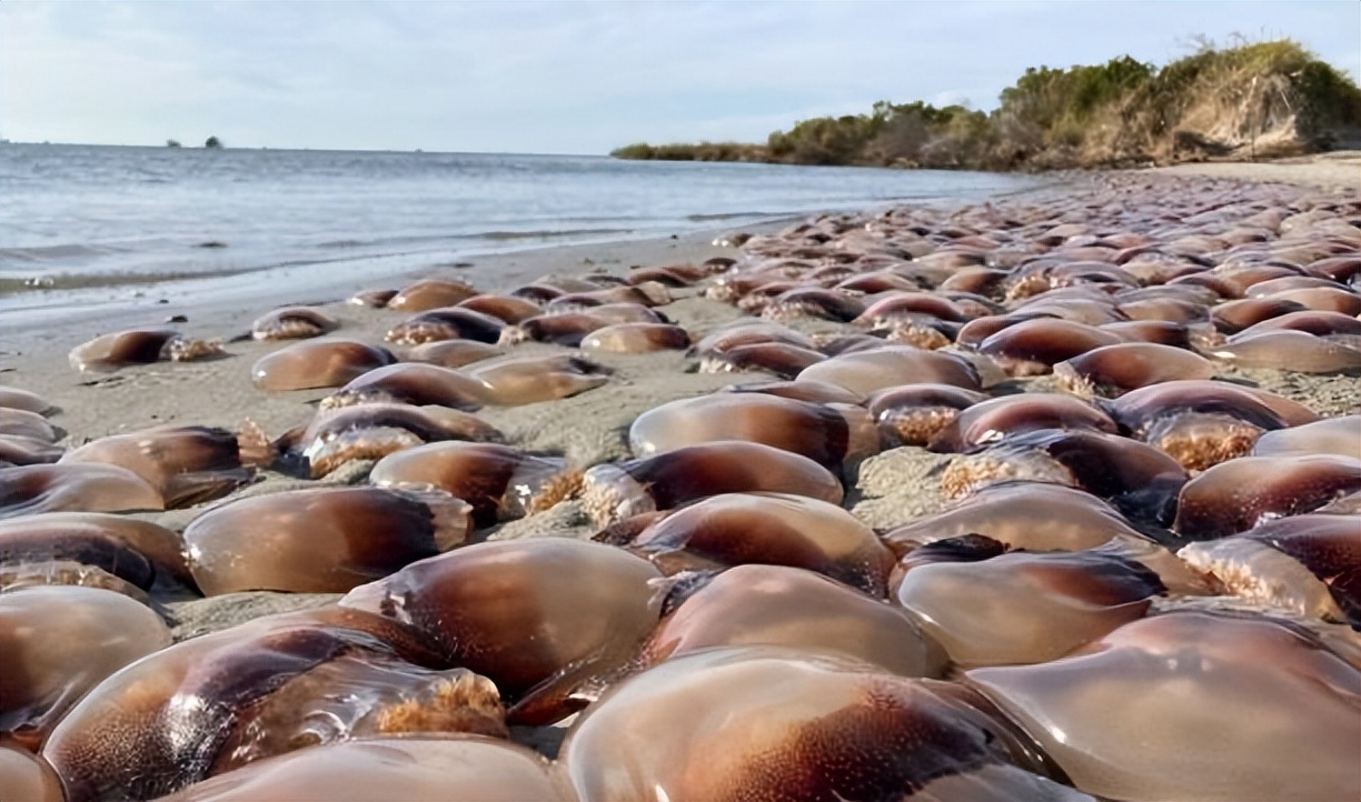 最神秘的鲸鱼铲齿中喙鲸,最神秘的喙鲸