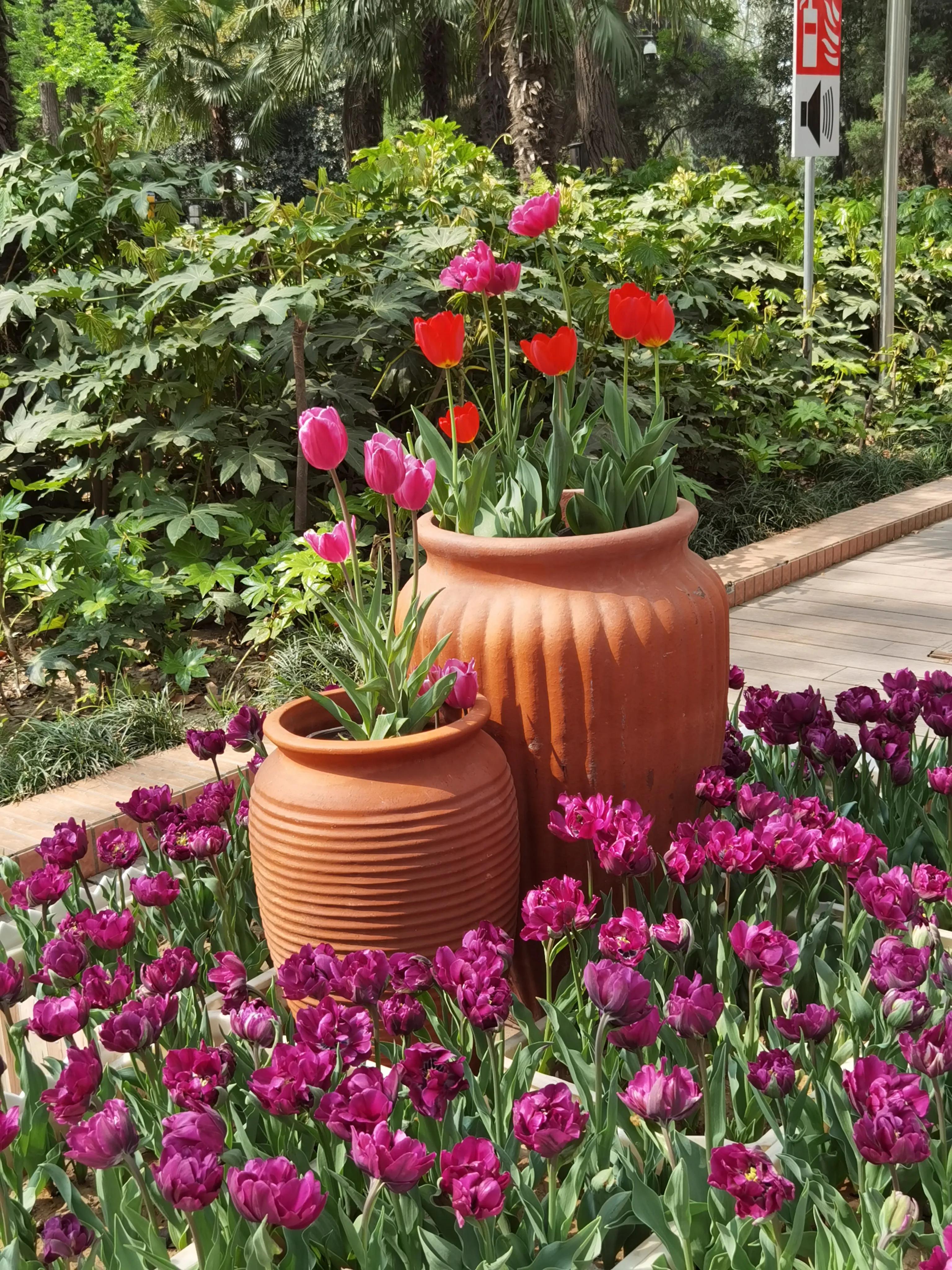 郁金香花语送长辈,郁金香花语永恒的爱与祝福