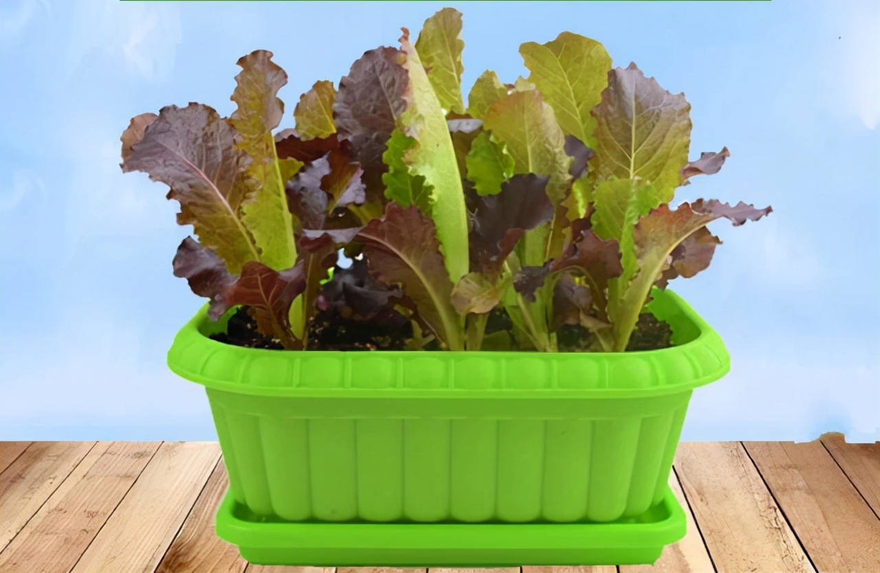 阳台种菜可以多茬采收,在阳台种菜最快采收的五种蔬菜