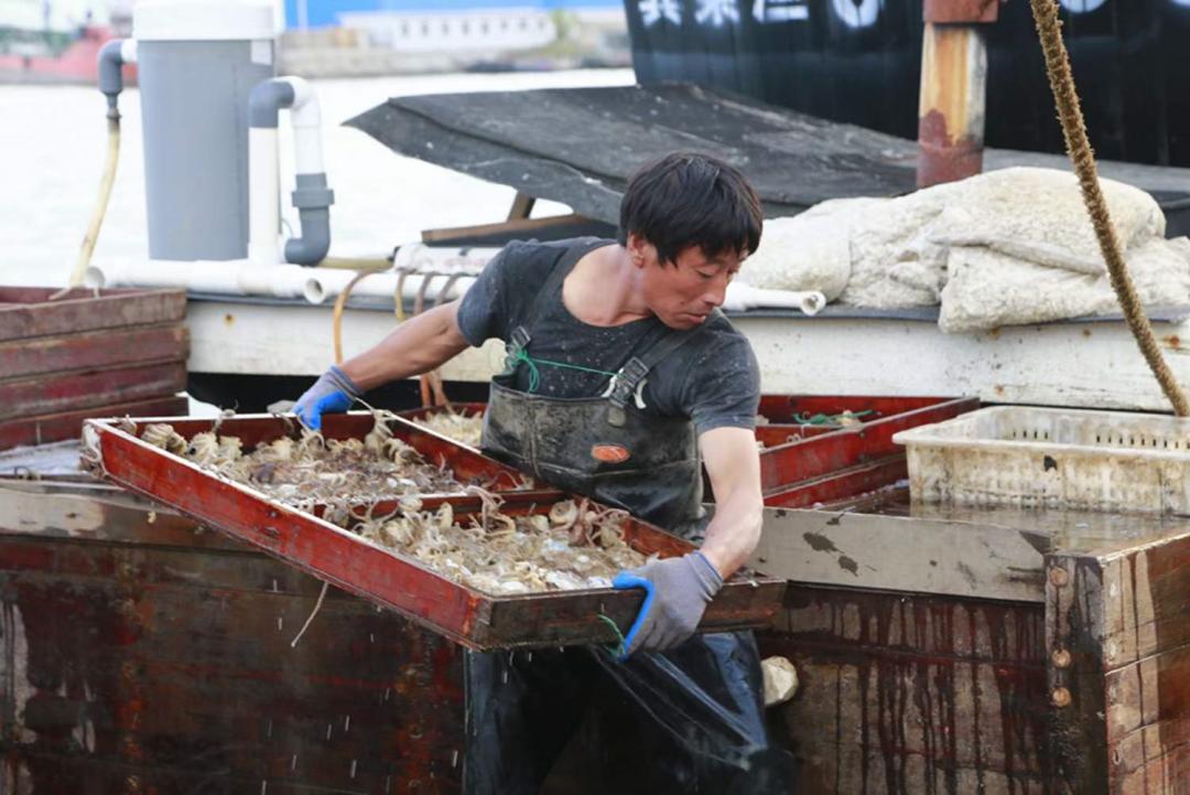 秦皇岛开海海鲜图片,开海后的生猛海鲜已抵达秦皇岛