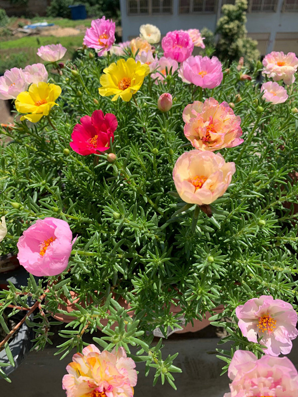 家养3种富贵花福气好运挡不住,七种富贵花图片