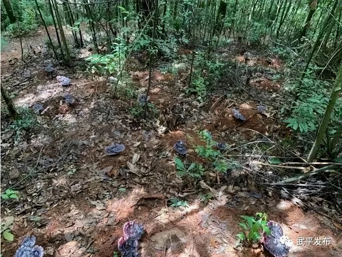 灵芝菇撑开致富伞,种植灵芝助农增收致富案例