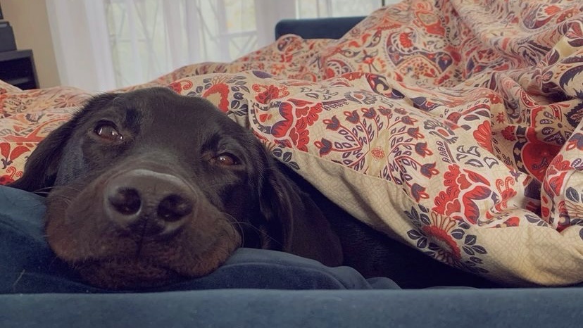 狗狗吐黄水怎么喂益生菌,狗狗吐白沫黏液怎么照顾