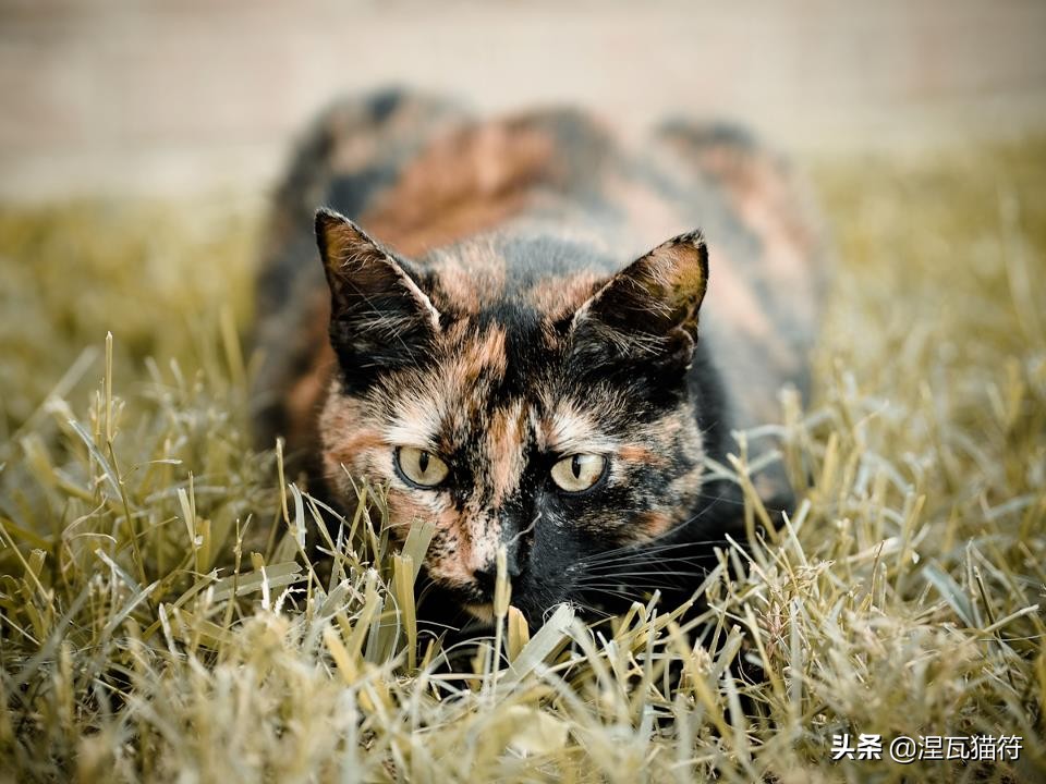 中国猫咪品种玳瑁猫,田园玳瑁猫的嘴