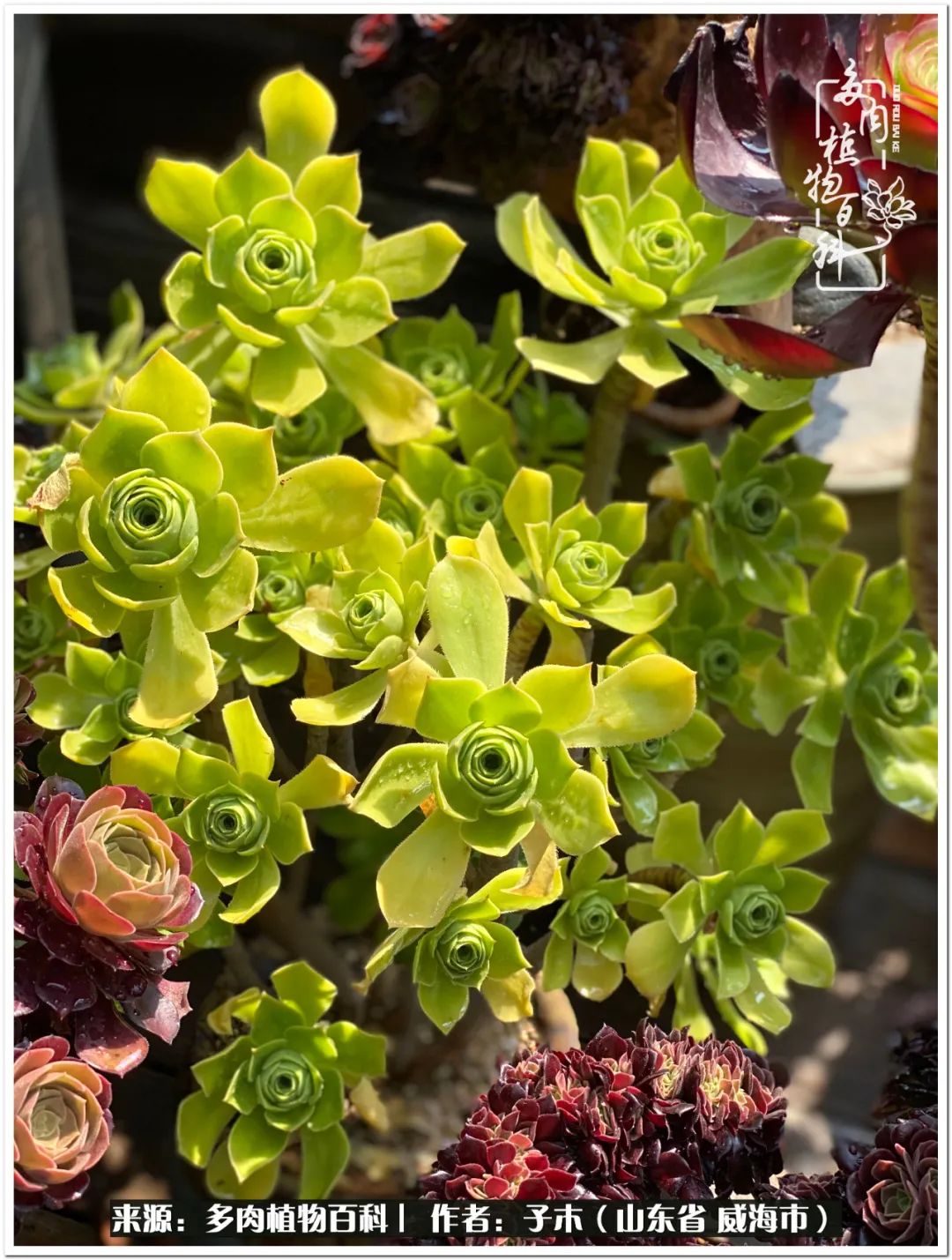 法师多肉成长史,法师多肉新手教程