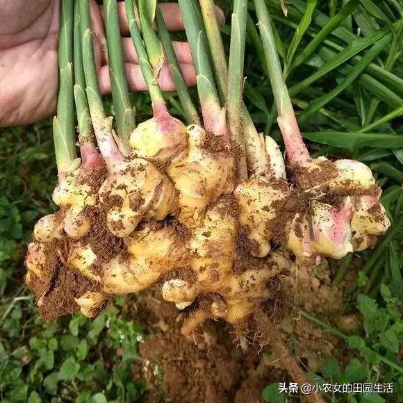 家庭种植生姜方法用什么桶,小家庭生姜种植方法