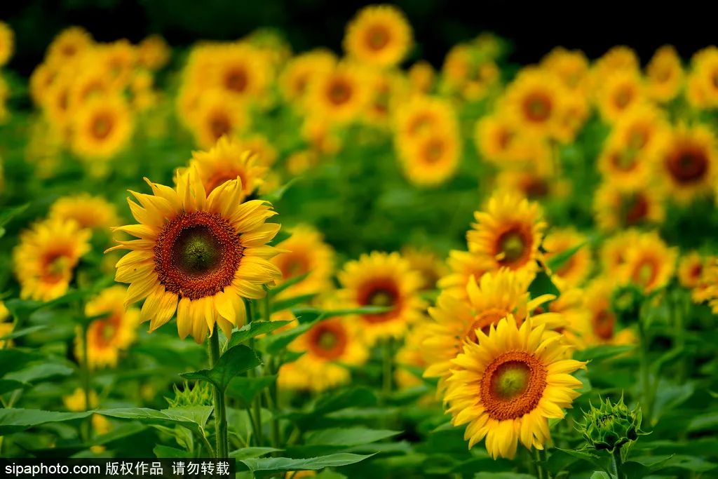 北京周末公园推荐,夏季北京公园好去处