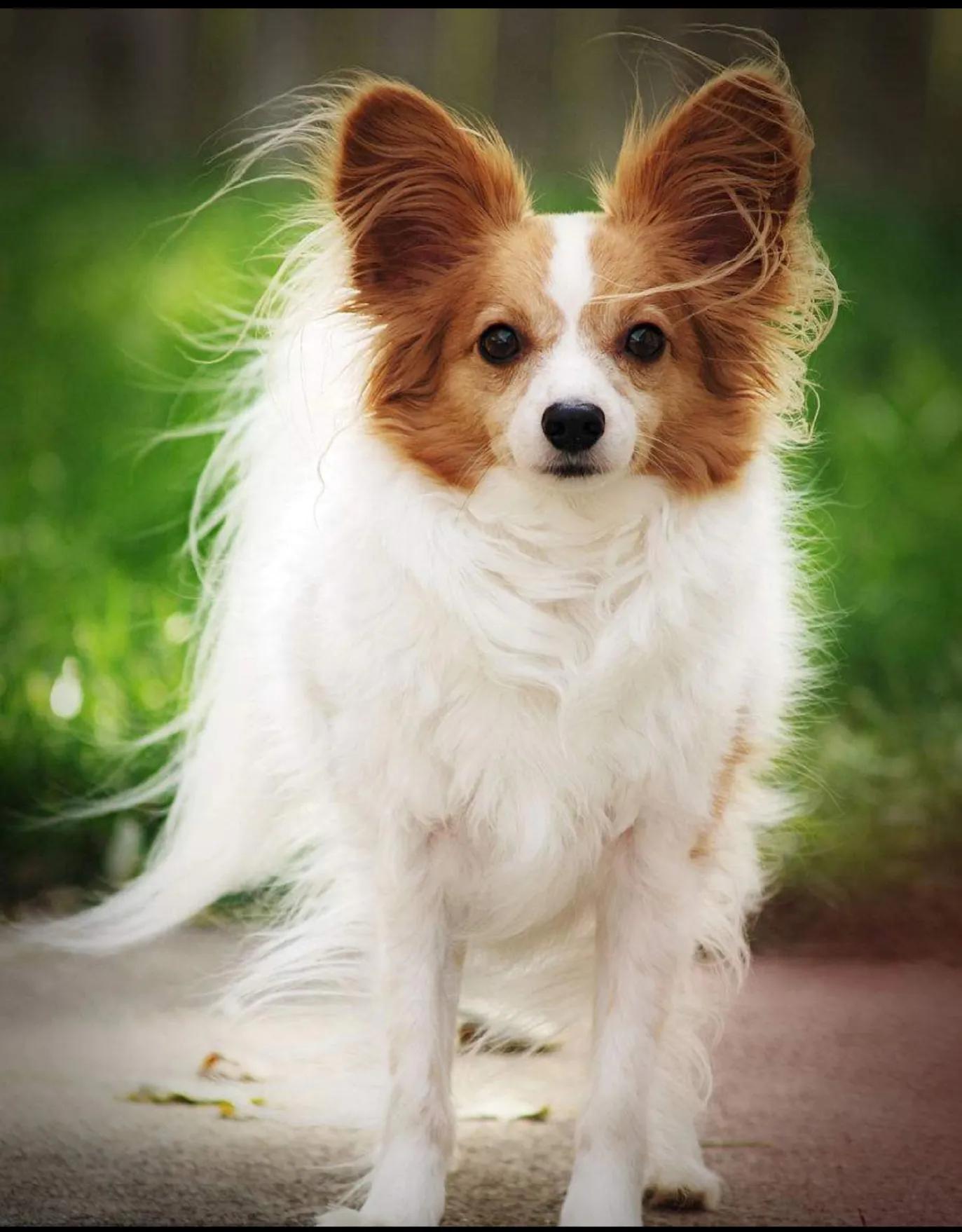 狗狗智商前十排行，排名第一狗狗的实至名归