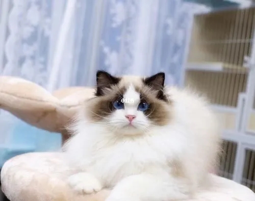 如何更好的养布偶猫,新手养布偶猫该选哪种布偶猫