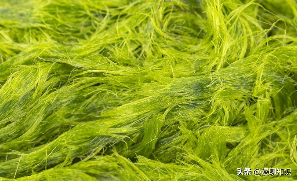 水稻田水绵怎么防治,水绵生物防治