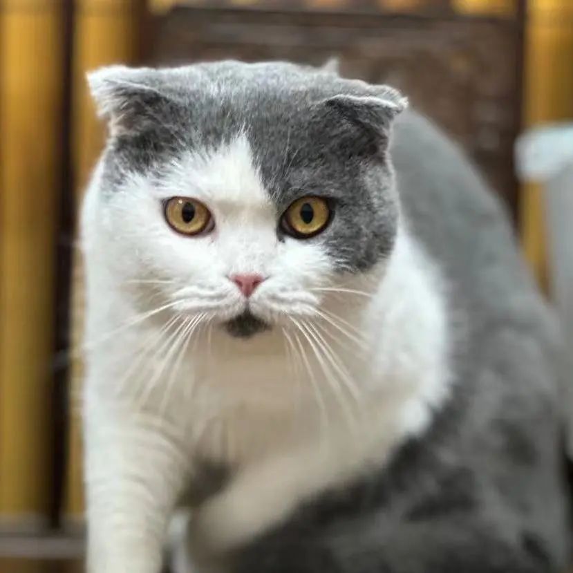 「宠物领养FreeAdopt」萌宠新生大聚会~哪位宝贝是你的最爱？