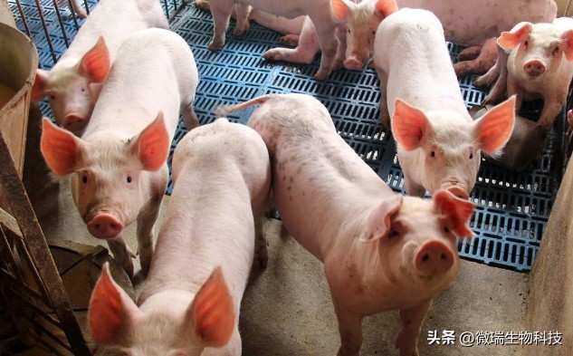 养猪增加效益,湖南养猪致富项目