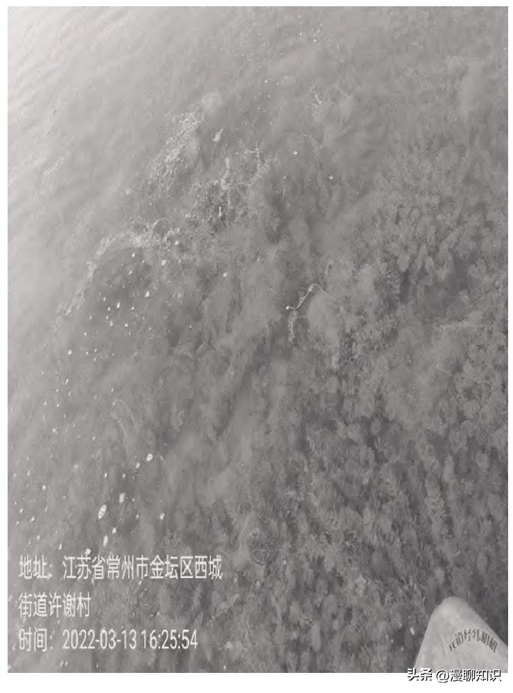 水稻田水绵怎么防治,水绵生物防治