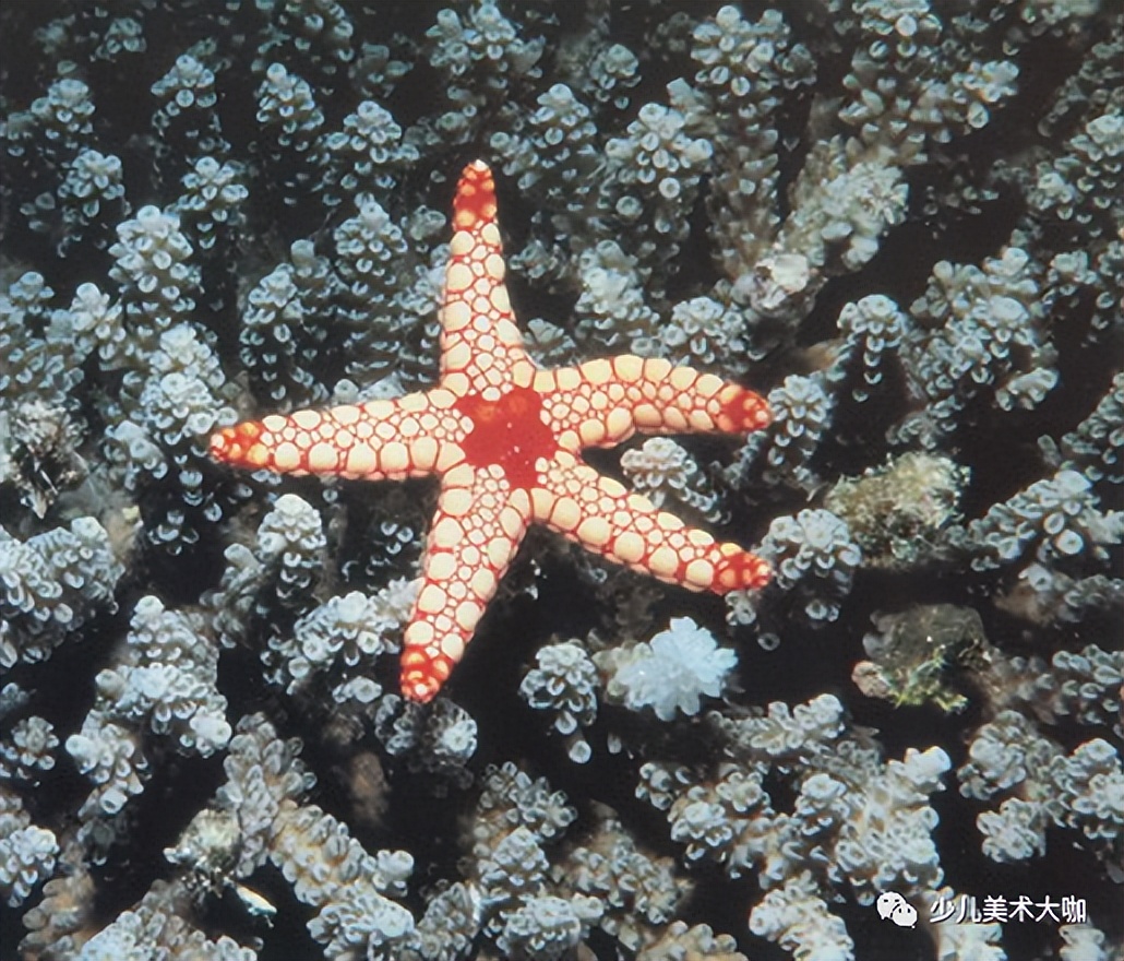 深海鱼群美术课件,深海里的鱼群美术教案