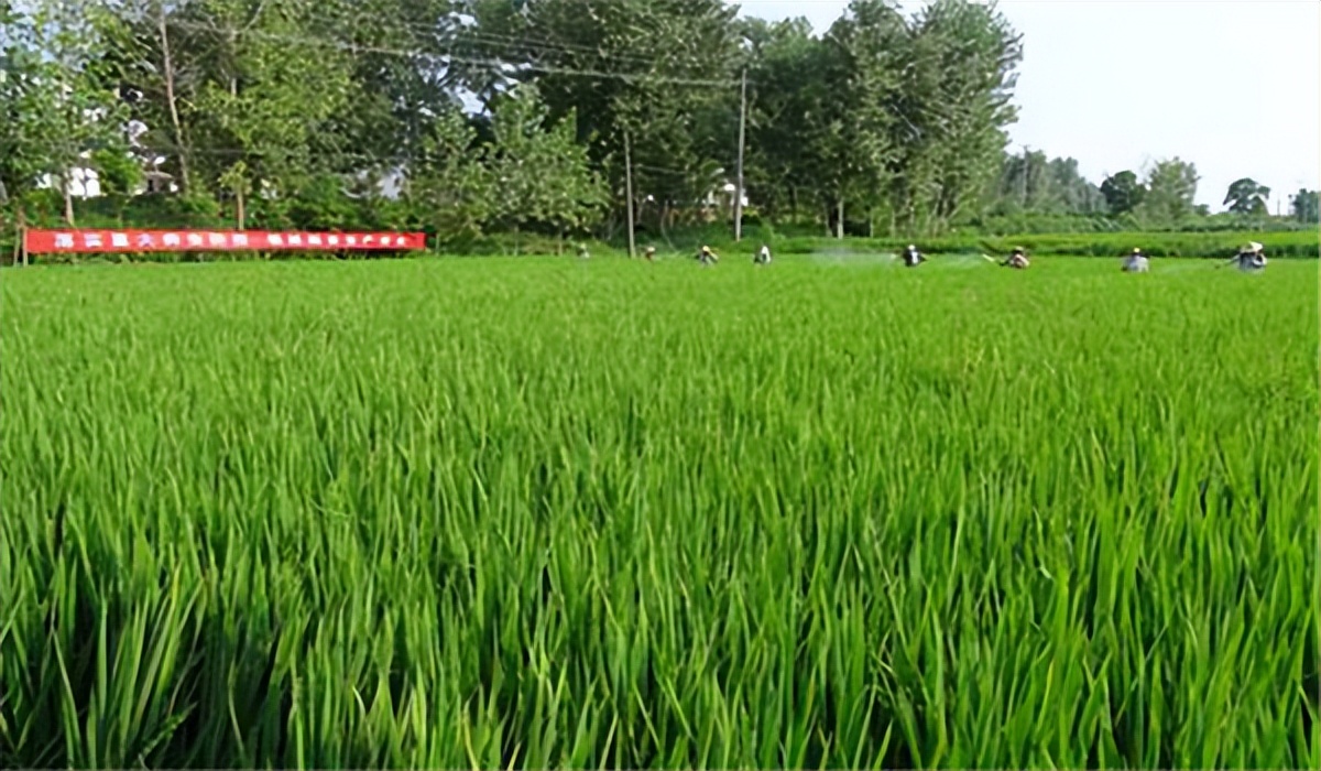 农业绿色植保技术,农业植保技术推广