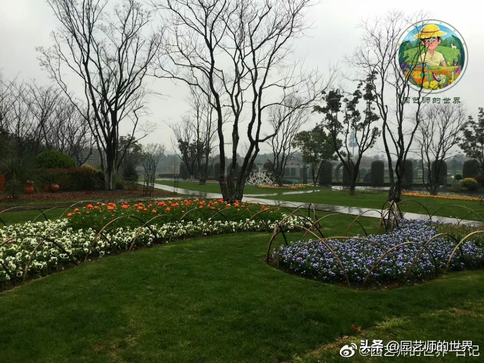 疏林草地的作用,疏林草地效果图