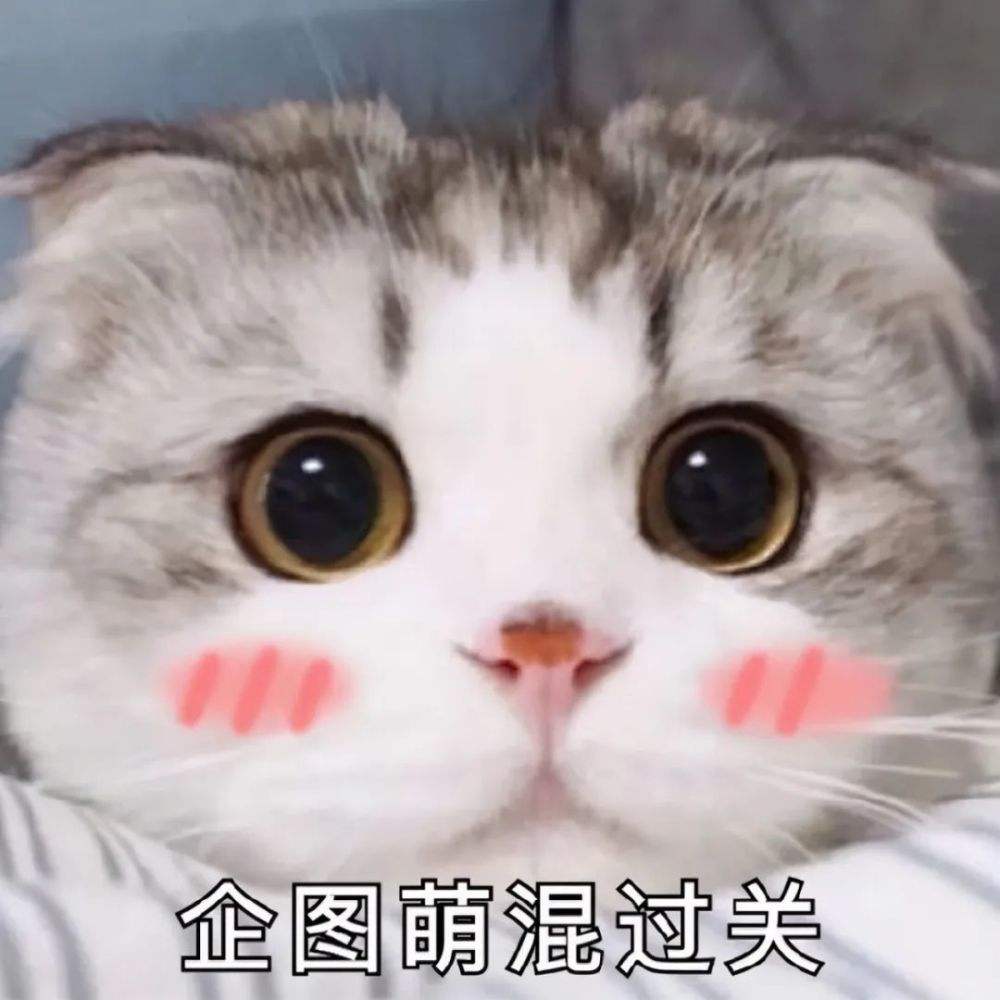 猫咪有这六种行为证明你养对猫了,猫咪有哪些表现证明你养得好呢