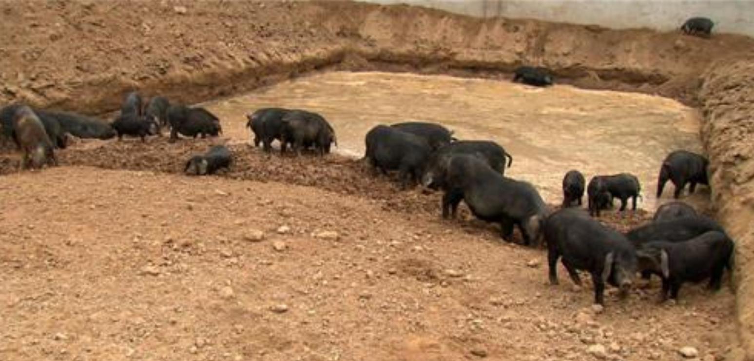 2009年，男子花6万买瘸腿病猪当宝贝养，8年后病猪帮他年入3000万