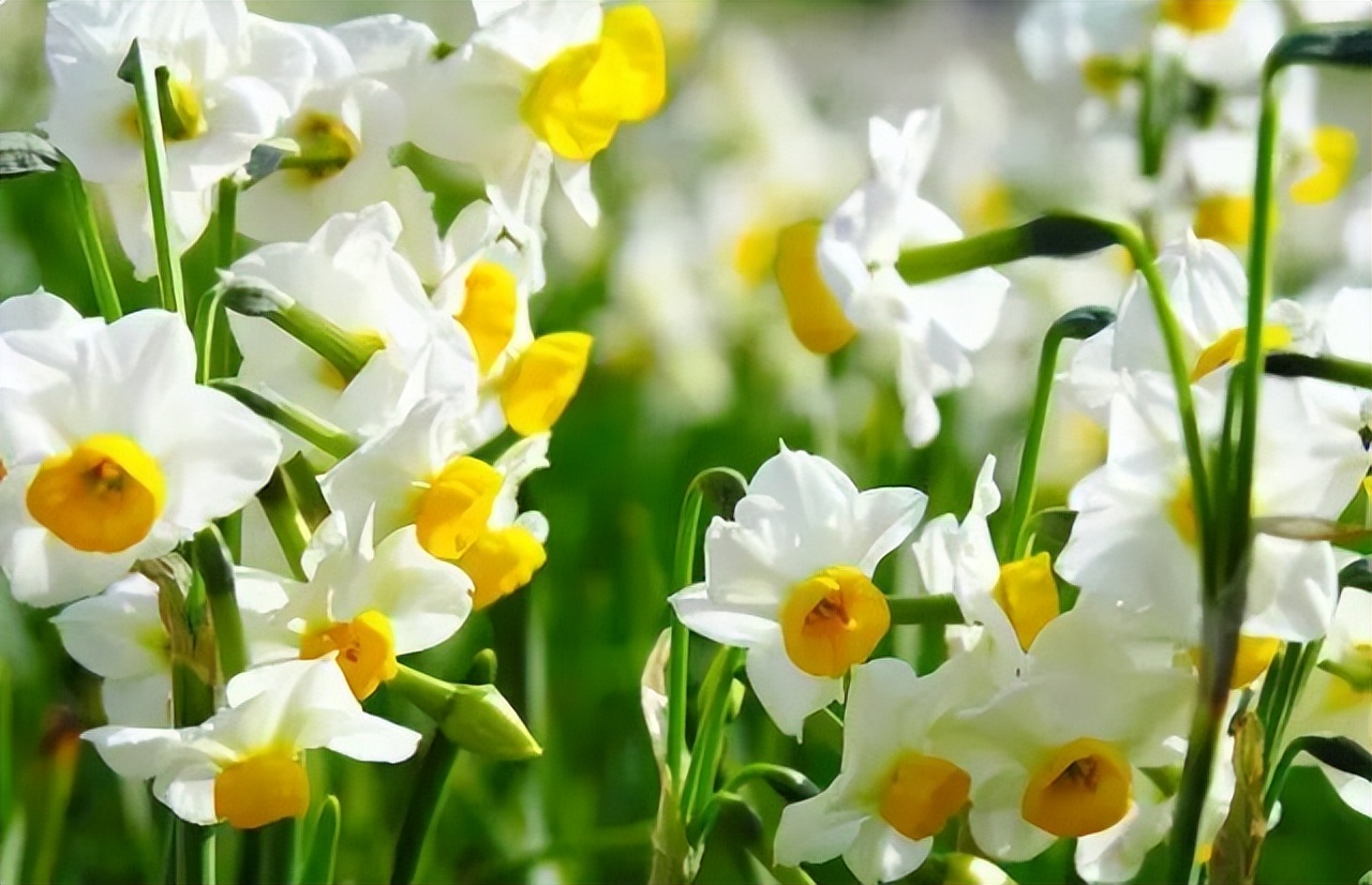 中国十大名花排行榜及图片,中国十大名花明细