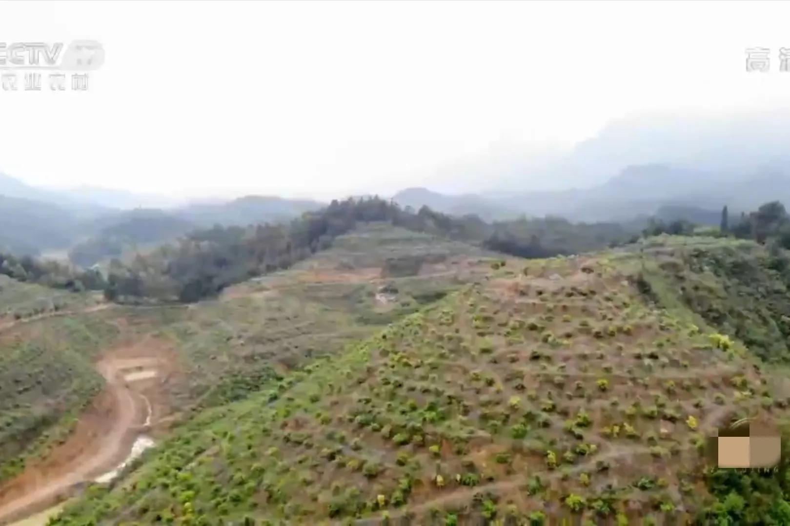 湖南种油茶致富,湖南90后小伙回乡种油茶