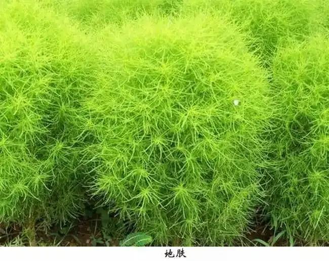 2022.11.10药材行情