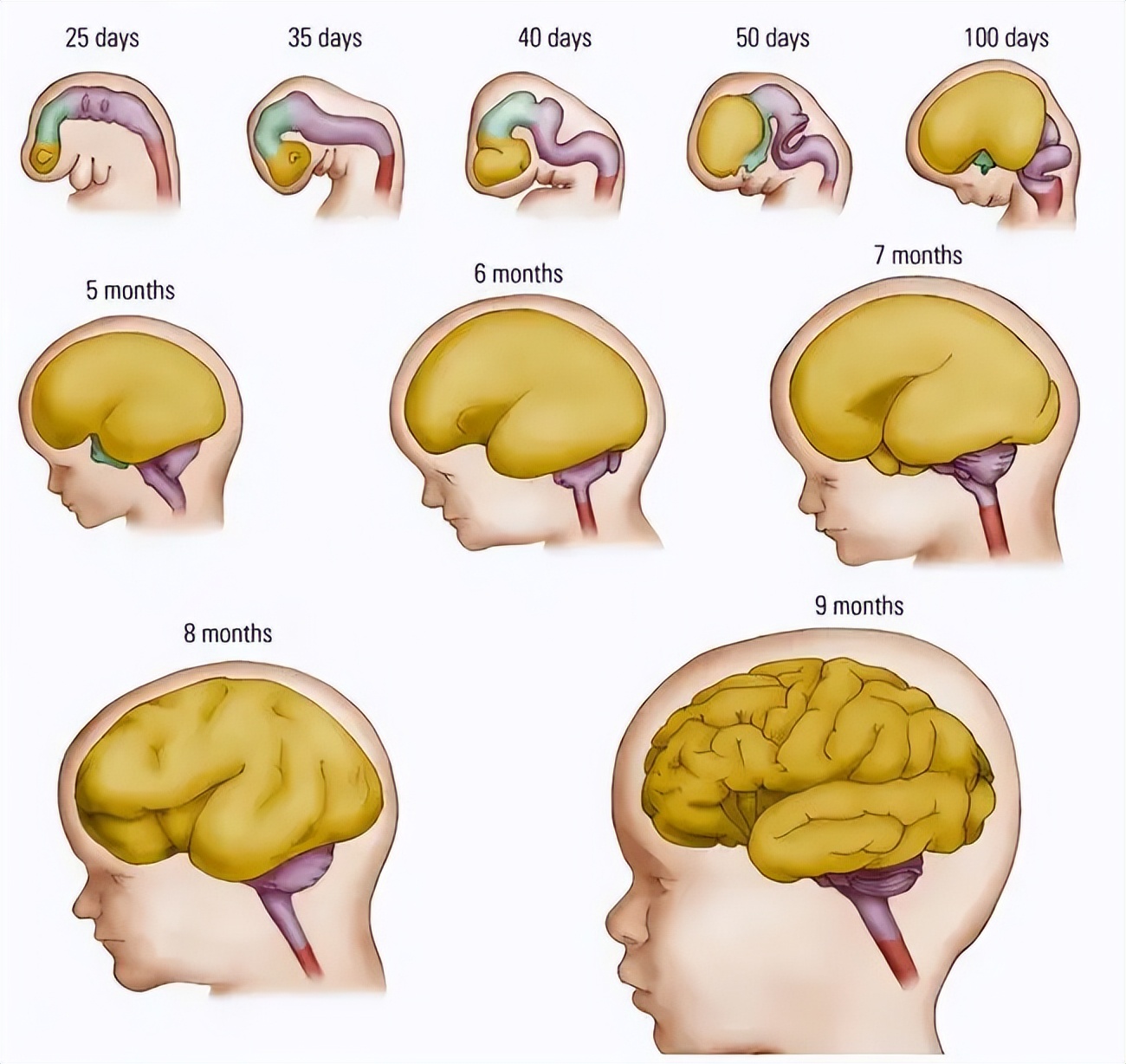 水肿引起的缺蛋白怎么办,缺少营养造成水肿怎么补回来