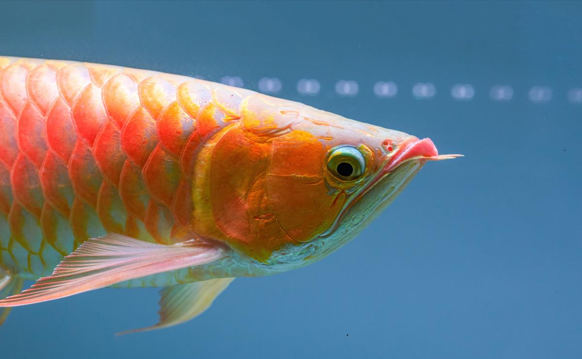 怎么防止龙鱼掉眼,如何预防龙鱼凸眼