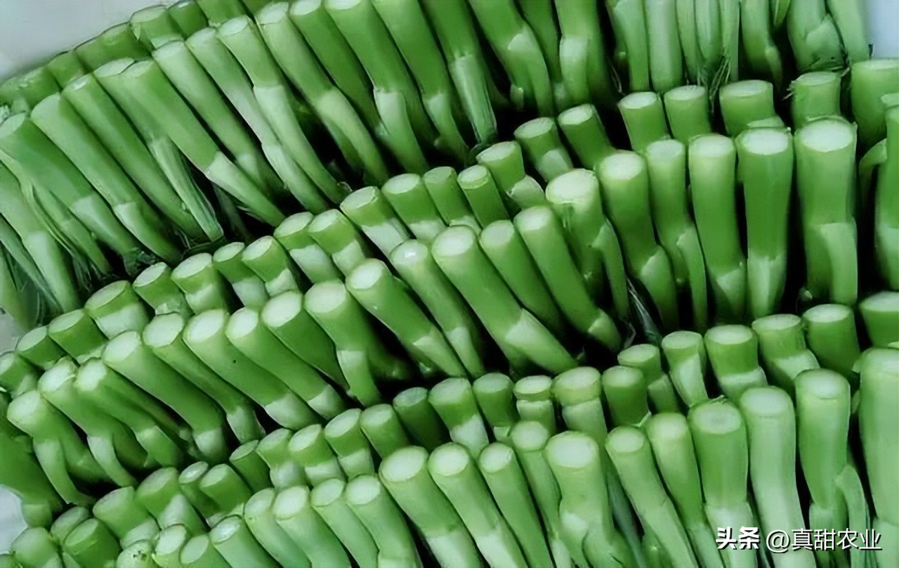 行情不佳，来货量大幅减少，菜价回调；天气变动也带不来更多消息