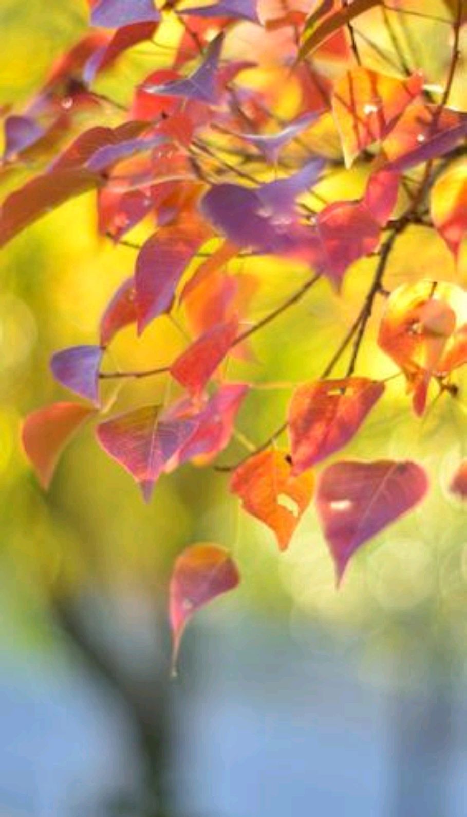 以秋天为主题重点表达情感散文,秋天是一种心境散文