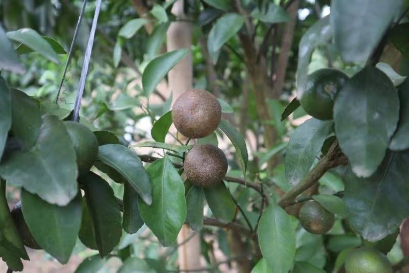 果实锈斑病防治,果实着色期打青苔导致落果吗