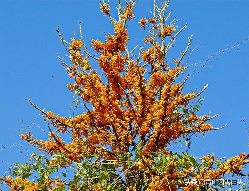 一年开花两年结果三年成熟,一年开花几次比较多
