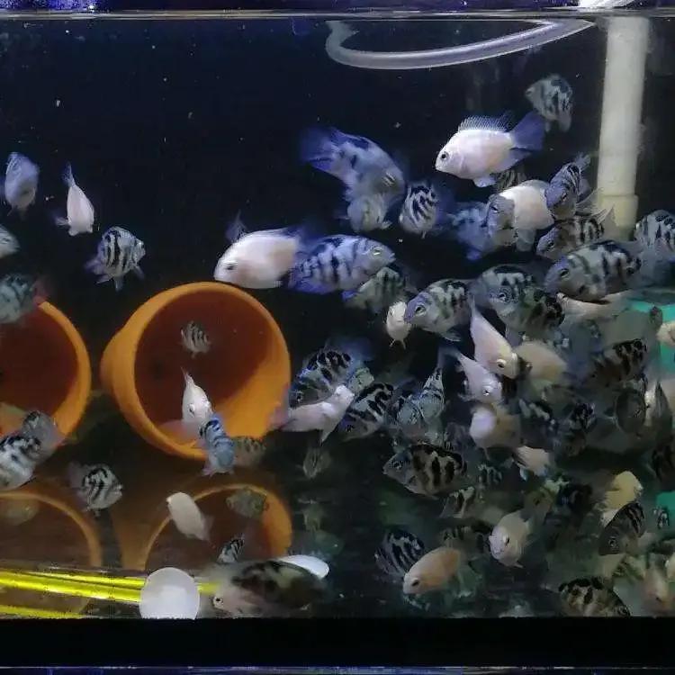 魔鬼刀鱼适合新手养吗,特别适合新手养的鱼